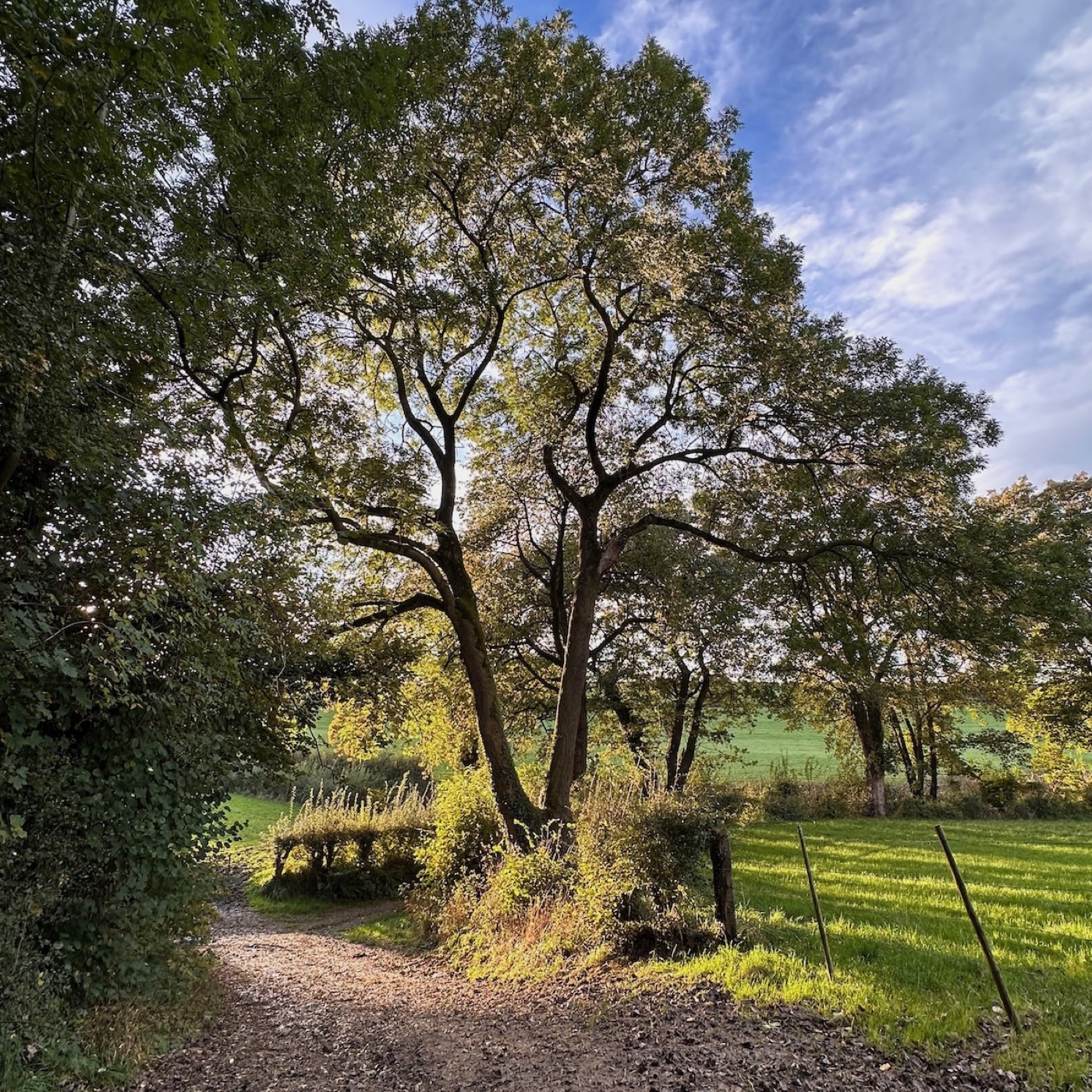 Een pad onder de bomen in de Voerstreek